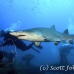 shark_tiger_sand_atlas_h_0364_nca0822.jpg